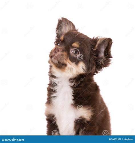 Chocolate Chihuahua Puppy on White Stock Image - Image of domestic ...