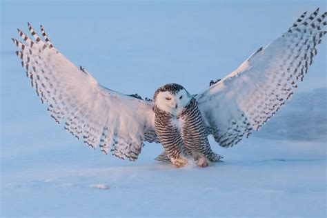 Animal Facts: Snowy owl | Canadian Geographic
