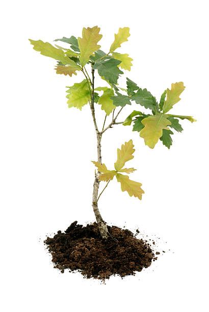 Image result for Small Oak Tree Sapling