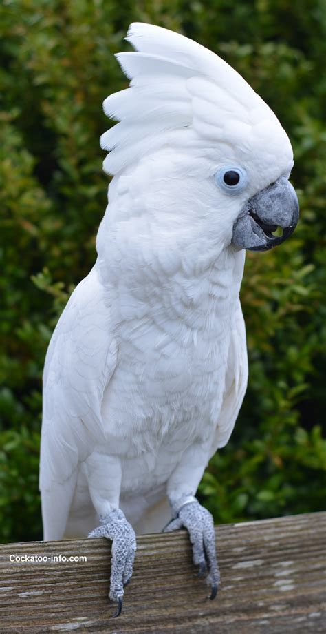 White Parrot Bird