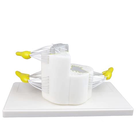 Buy Vision Scientific VAV260 Medical Vertebral & Partial Spinal Cord|5X ...