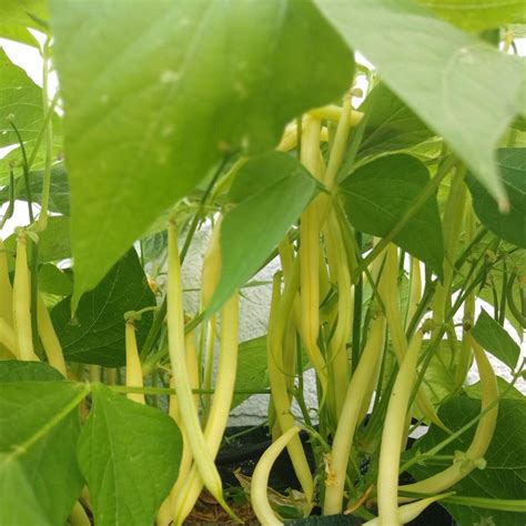 Yellow Bush Bean 'Dior' (Phaseolus vulgaris) organic seeds