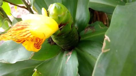 Image result for The Box One Hour Loop