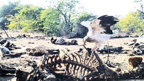 Feral Dogs are Adding to the Woes of India's Endangered Vultures ...