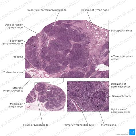 Lymph nodes: Histology | Kenhub