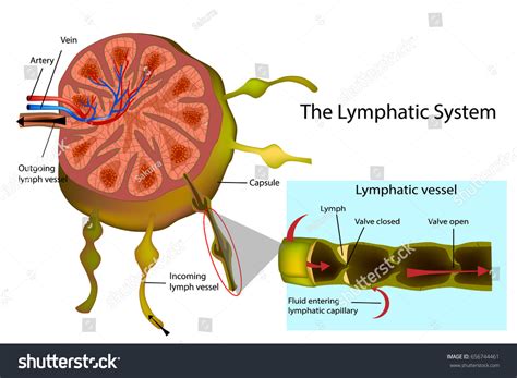 Lymphatic System Structure Lymph Node Longitudinal Stock Vector 656744461 - Shutterstock - structure of lymph node