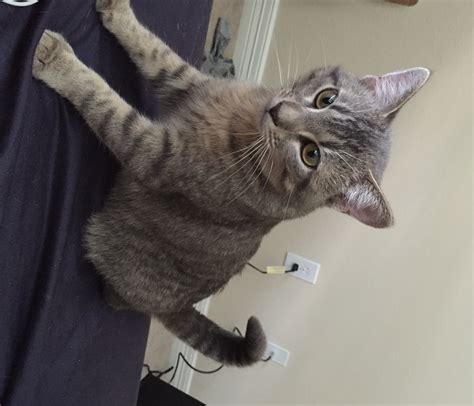 Hobbes - Awesome Grey Tabby Kitten For Adoption in Houston (Pearland ...