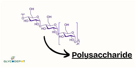 What Are Polysaccharide? Uses, Types, and Applications
