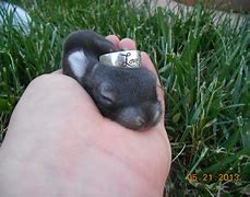 Image result for Pictures of Baby Lops