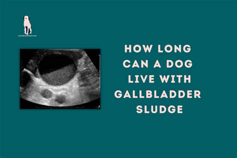 Gallbladder Mucocele in Dogs: Understanding Symptoms, Diagnosis, and Treatment - Canine Liver ...
