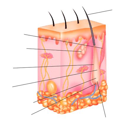 Hair Root Structure 的图像结果