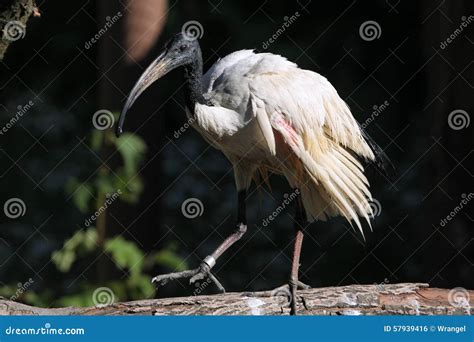 African Sacred Ibis (Threskiornis Aethiopicus). Stock Photo - Image of ...