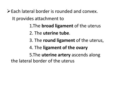 uterus.pptx