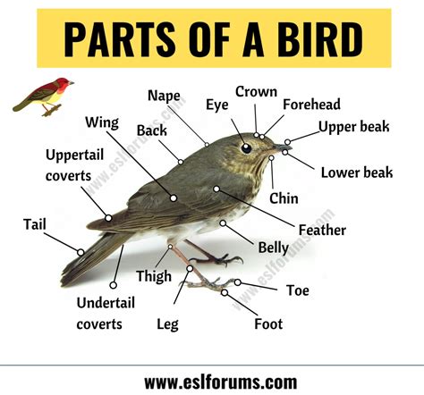 Bird Anatomy: Learn Different Parts of a Bird - ESL Forums
