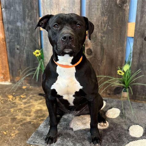 Lucky Mutts Rescue (@luckymuttswi) • Instagram photos and videos