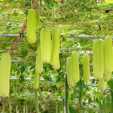 Buy Best Quality Bottle Gourd Medium Long F1 Hybrid seeds - OrganicBazar