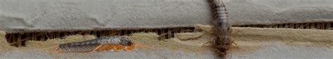 SilverFish Treatment