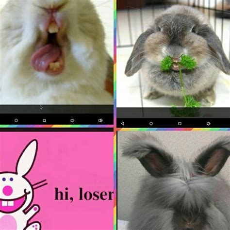 10+ images about Funny Bunny on Pinterest | Funny bunnies, A bunny and ...