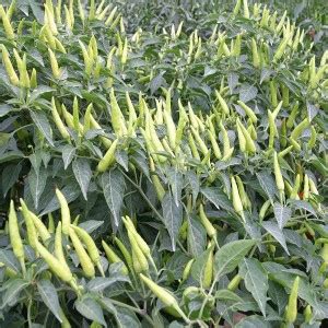 CYBEXIS Rare Yellow Chili Seeds-250 Seeds Seed Price in India - Buy ...