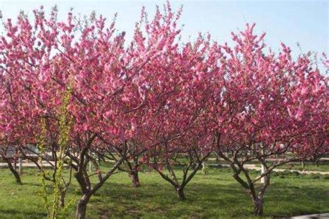 桃树开花和幼果期管理！桃树如何疏花疏果呢