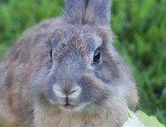 Image result for Baby Rabbit Cartoon