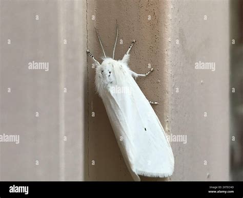 Virginian Tiger Moth (Spilosoma virginica) Insecta Stock Photo - Alamy
