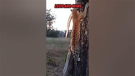 Image result for Leopard vs Python