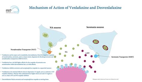 Venlafaxine vs Desvenlafaxine: Pharmacology & Clinical Guide | Psych Scene Hub