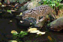 渔猫:一种长有蹼状物的猫(喜欢游泳/擅长捕鱼和水鸟)_探秘志