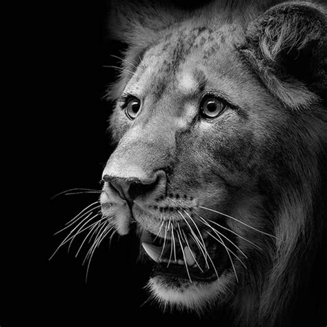 animal pictures black and white