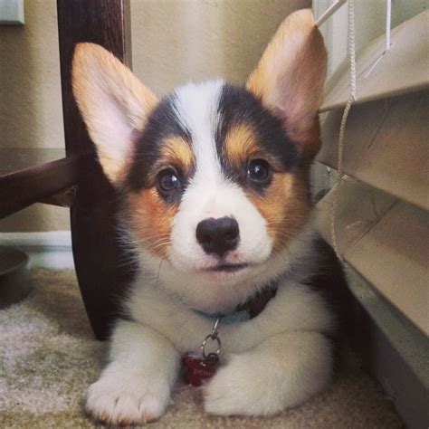 Tri-color Pembroke Welsh Corgi Puppy, 8 Weeks Old