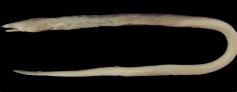 Indian fringe-lip eel – GKToday