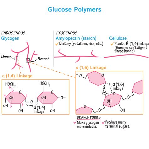 Biochemistry Glossary: Glucose Polymers | ditki medical & biological ...