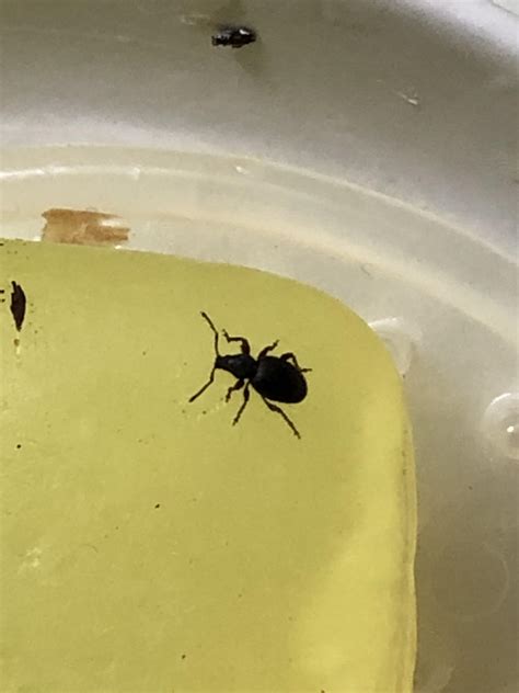 Black Beetle In House