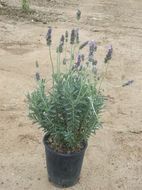 French Lavender - Everde Growers