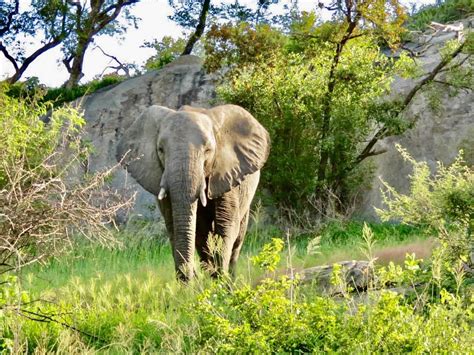 WILDLIFE SAFARIS (PTY) LTD (2026) All You Need to Know BEFORE You Go ...