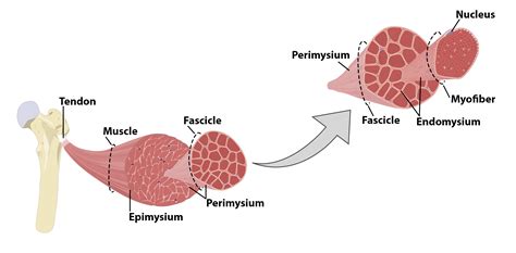 Image result for Muscle Structure and Function