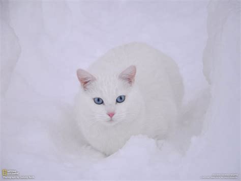 أفضل خلفيات من ناشيونال جيوجرافيك الجزء الثاني - القلم الذهبي