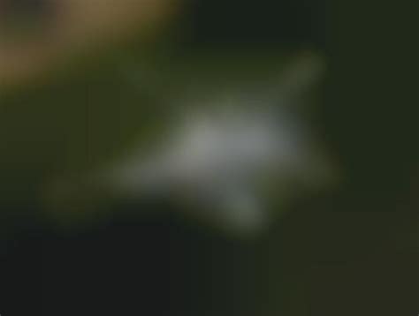 Foliage Penetrating Robocopters : FORESTER radar