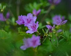Image result for Country Spring Wallpaper