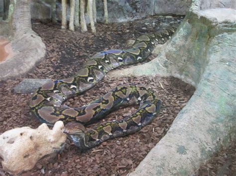 Reticulated Python Poop 的图像结果