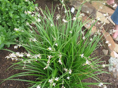 Online Plant Guide - Anthericum saundersiae / Shooting Star Lily