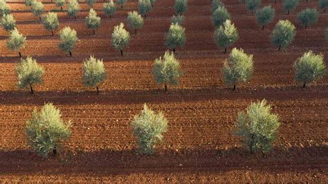 Image result for Install Olive Tree Linux