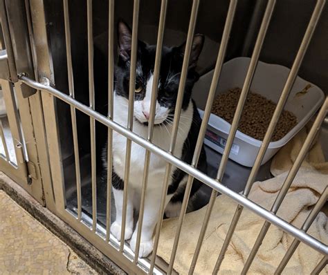 Infinite Laundry Volunteers at Local Animal Shelter