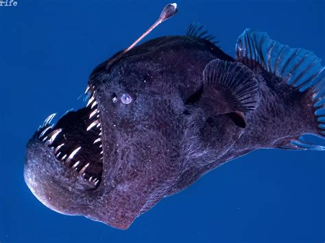 Deep Sea Angler Fish Nemo Angler Fish Spooky! : R/TheDepthsBelow