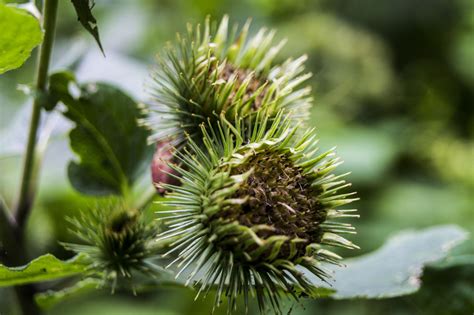 Bildergebnis für Kletten