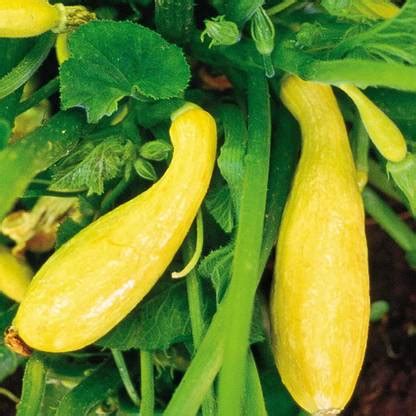 VibeX ® XXL-61 Yellow Crookneck Summer Squash Seed Price in India - Buy ...