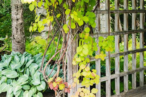 How Grow and Care for Hardy Kiwi Vine