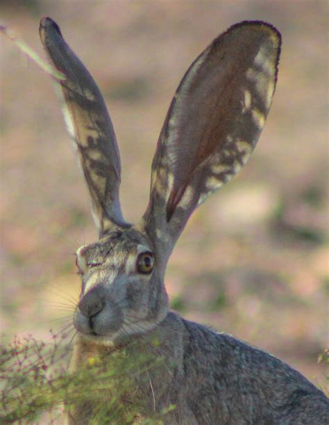 Cannundrums: Black-Tailed Jackrabbit