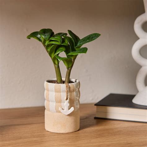 LiveTrends Anchors Away - Assorted Foliage House plant in 2.30 Ounce(s ...